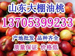 今日毛桃最新价格山东毛桃今日最新批发价格